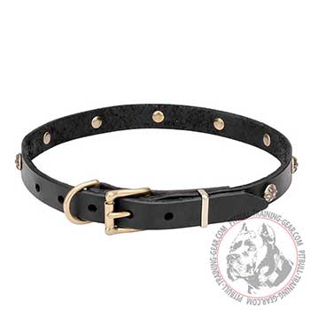Leather Collar for Pit Bull breed, gold-like fittings