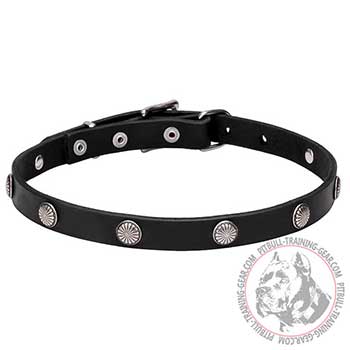 Leather Collar for Pit Bulls, engraved studs