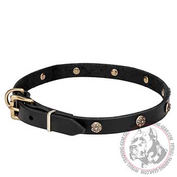 Leather Collar for Pit Bull Breed, chic adornment