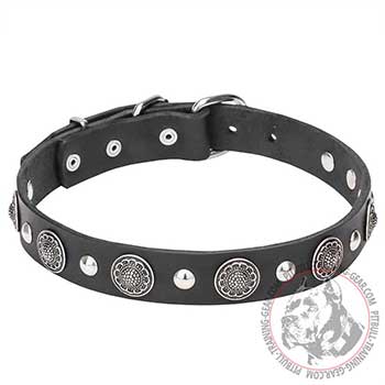 Pit Bull Dog Collar with Rustproof Conchos