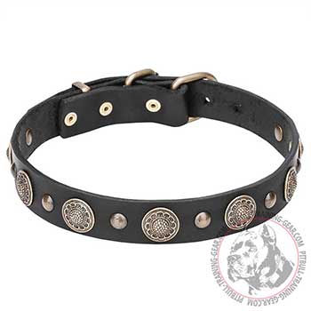 Pit Bull Dog Collar with Rustproof Elements