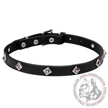 Leather Collar for Pit Bulls, unusual decorations