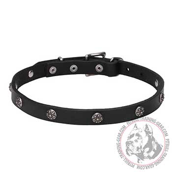 Leather Dog Collar for Pit Bull breed, rustproof fittings