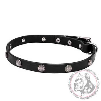 Leather Collar for Pit Bull Breed, chic design