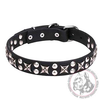 Dog Collar for Pit Bulls with chrome plated fineries