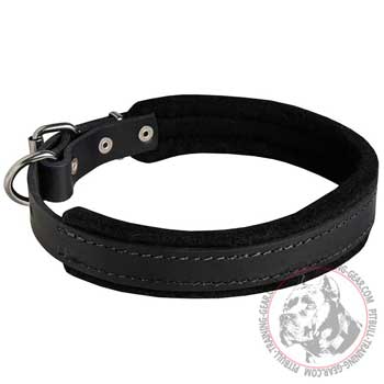 Felt-padded leather dog collar for Pit Bull training