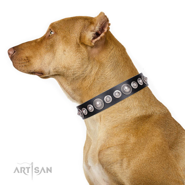 Stunning studded genuine leather dog collar for daily walking