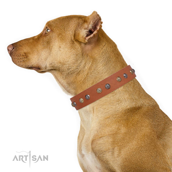 Full grain leather dog collar with corrosion resistant buckle and D-ring for daily walking