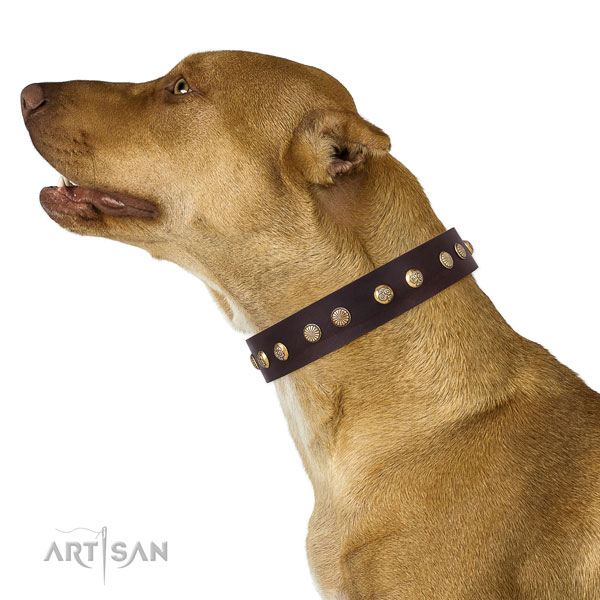 Stunning decorations on everyday use genuine leather dog collar