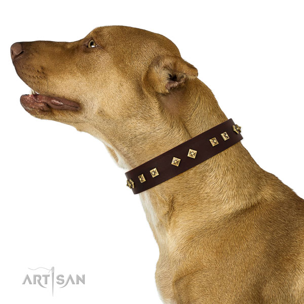 Trendy embellishments on comfy wearing genuine leather dog collar