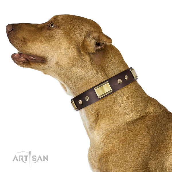 Daily walking dog collar of leather with trendy studs