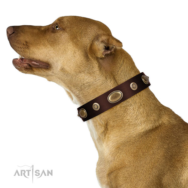 Stylish walking dog collar of genuine leather with designer decorations