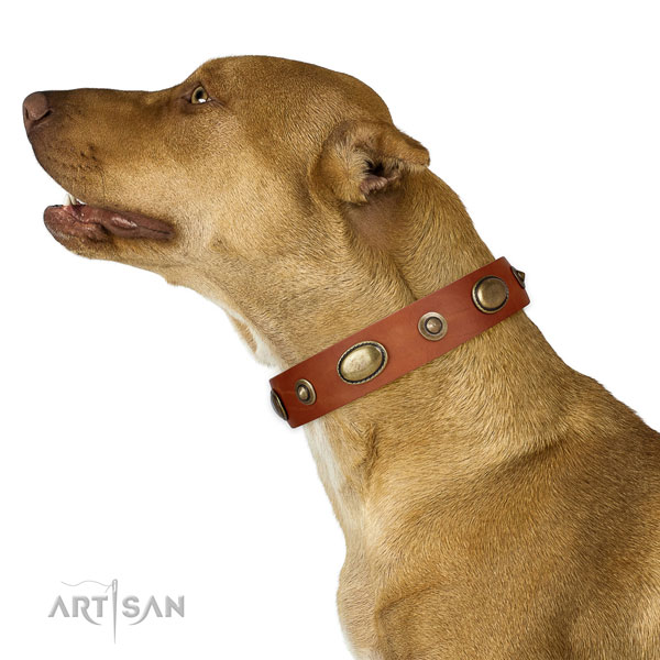 Handy use dog collar of genuine leather with trendy adornments