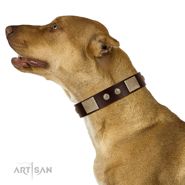 Corrosion resistant D-ring on full grain leather dog collar for everyday walking