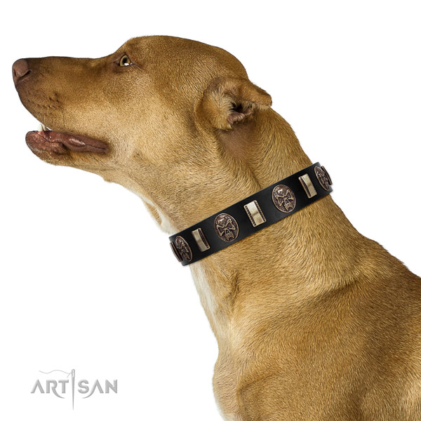Full grain genuine leather collar with studs for your handsome four-legged friend