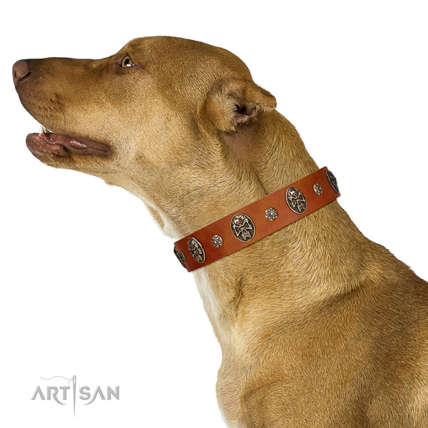 Comfy wearing dog collar of natural leather with unusual studs