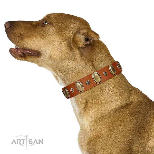 Daily use gentle to touch full grain natural leather dog collar with embellishments