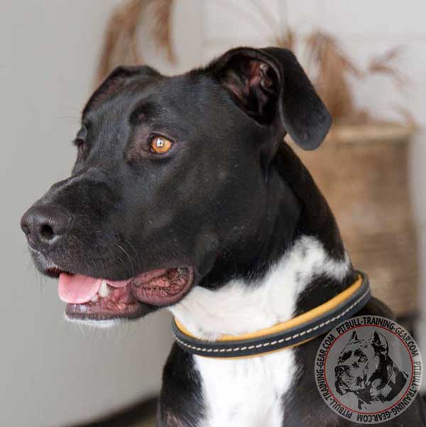 Padded Leather Dog Choke Collar for Pitbull Breed