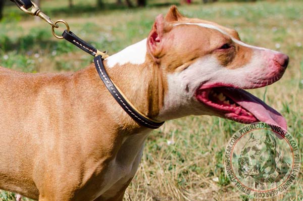 Stitched Leather Dog Choke Collar for Pitbull Breed