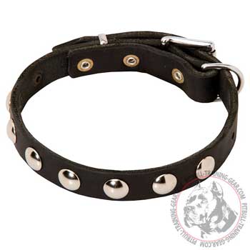 Leather Pitbull Collar with Gorgeous Nickel Decorations