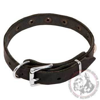 Pitbull Collar with Nickel Plated Hardware