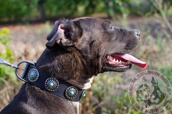 Perfectly Adjustable Leather Pitbull Collar with Fancy Circles
