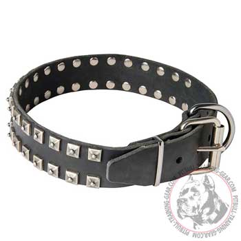 Pitbull Collar with Nickel Plated Decorations