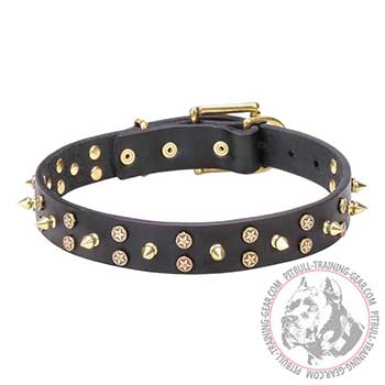  Leather Pitbull Collar Adorned with Spikes and Gold-Like Stars