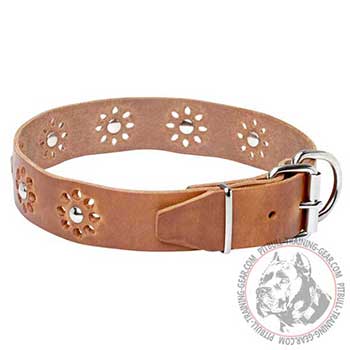 Leather Pitbull Collar Fitted with Durable Buckle