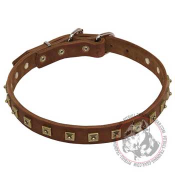 Pitbull Collar Riveted for Extra Durability