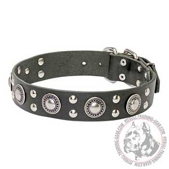 Leather Pitbull Collar Adorned with Mixed Decorations