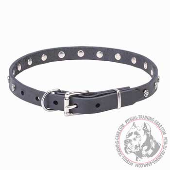 Shiny silvery hardware for black leather Pitbull collar 