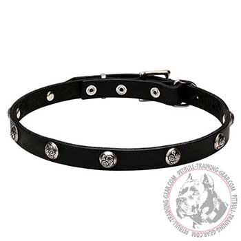 Full grain natural leather Pitbull dog collar with studs