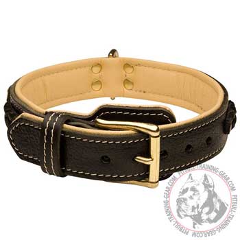 Padded Leather Pitbull Collar with Brass Hardware for Proper Pet Handling