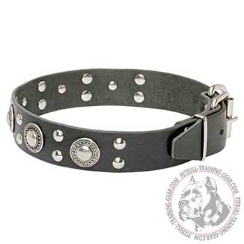 Leather Pitbull Collar Fitted with Shining Hardware