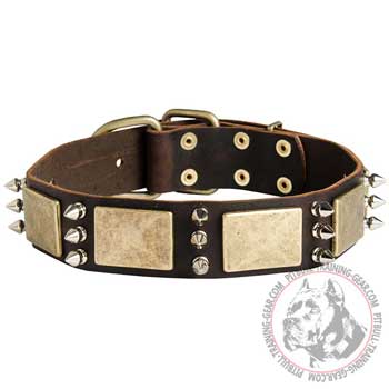 Leather Pitbull Collar with Nickel Plated Spikes