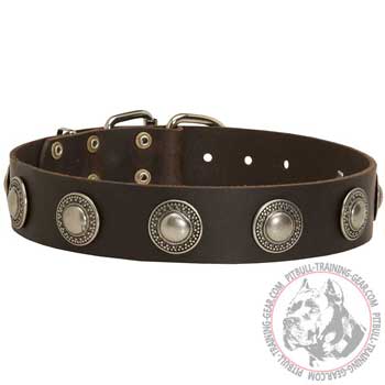 Leather Pit Bull Collar for Walking with Silver Conchos