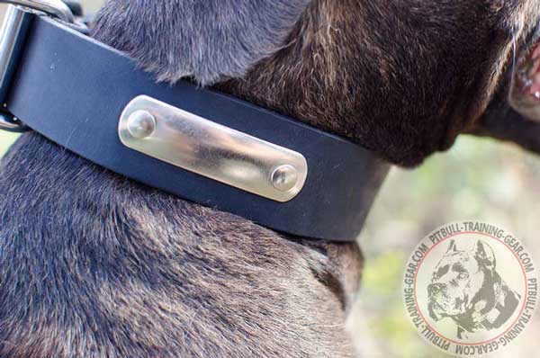 Walking Leather Pitbull Collar with Name Tag
