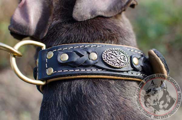 Designer Leather Pitbull Collar with Gorgeous Braided Decoration