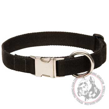 Pitbull Collar with Nickel Plated Fittings