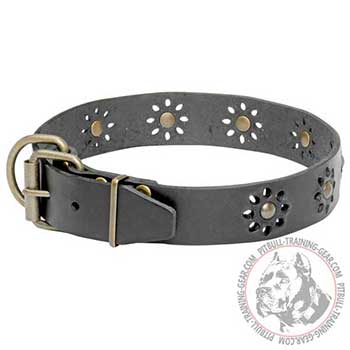 Pit Bull Dog Leather Collar with Brass Fittings