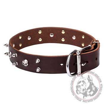 Pit Bull Leather Collar with Nickel Plated Hardware