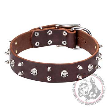 Pit Bull Leather Dog Collar Pirate Style for Walking
