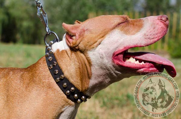Designer Leather Dog Collar for Pitbull with Handset Studs