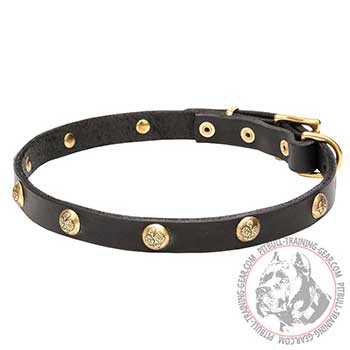 Full grain natural leather Pitbull collar with studs