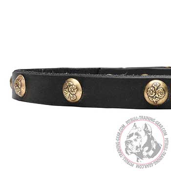 Leather Pitbull collar with brass decorations