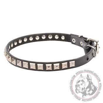Full grain natural leather Pitbull collar with studs