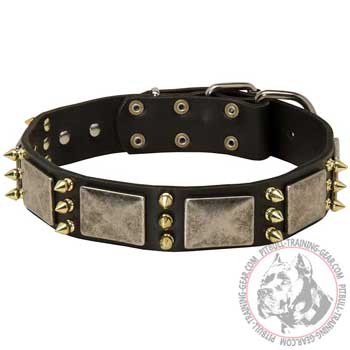 Spiked and Plated leather Pitbull collar 