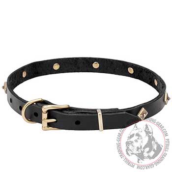 Leather Collar for Pit Bulls, bright fittings