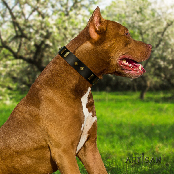 Pitbull daily walking leather collar for your attractive four-legged friend